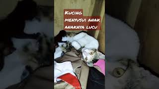 kucing menyusui anak anaknya lucu