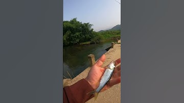 Một ngày câu cá mương ở suối