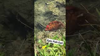 EPIC FISH EAT!