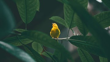 Chosen Surah /دقائق من الطمأنينة وراحة البال لتلاوة سورة الفجر بصوت في غاية الجمال