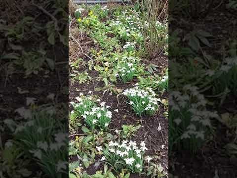 Video: Miracles Of The Autumn Snowdrop