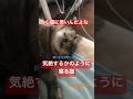 心臓に悪い寝方をする猫 #shorts #cat