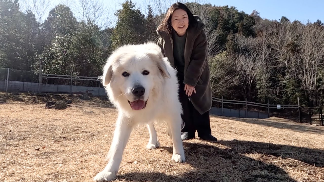 超大型犬と東広島ですごす楽しい休日♪