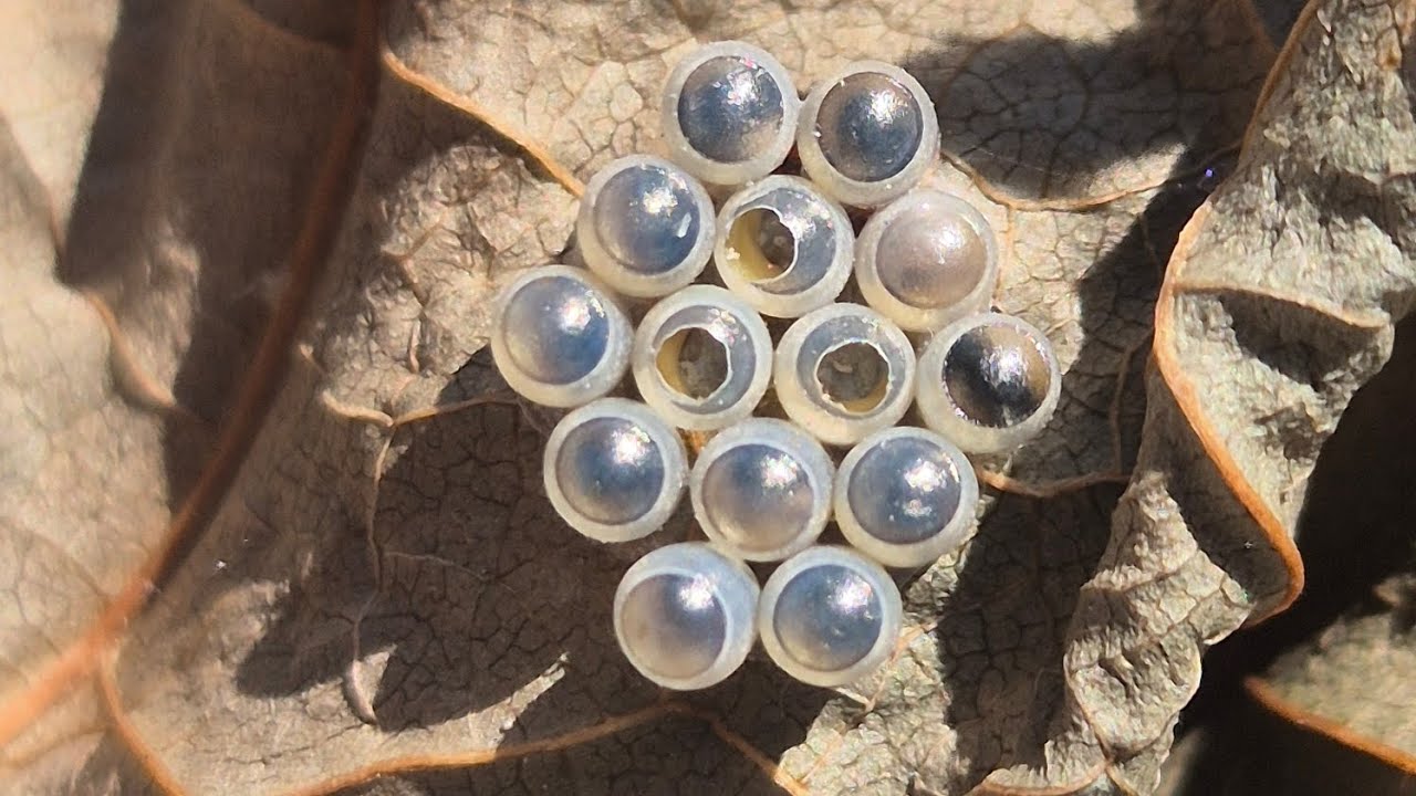 Sen dersin böcek yumurtasi, ben diyeyim biyolojik ajan... (parasitic wasp story) #wasp #youtube