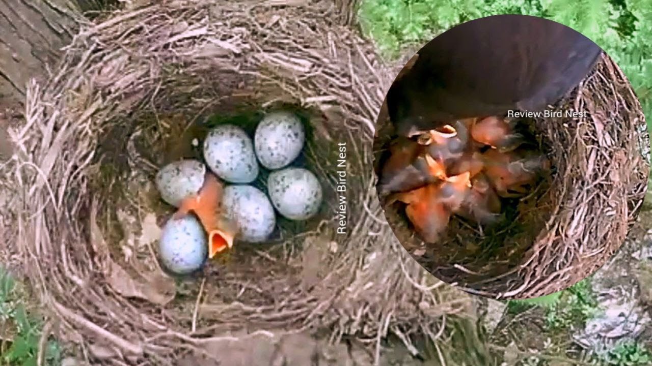 Rufousbellied thrush Birds Take care of her eggs until successful [ Review Bird Nest ] YouTube