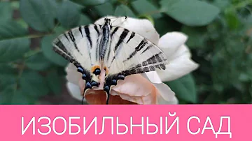 МОЙ ИЗОБИЛЬНЫЙ САД И ЕГО ОБИТАТЕЛИ: пчелы, шмели, бабочки, богомолы, ёжики, пауки Лучшие соседи роз!