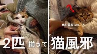 どうしよう…猫風邪治療中…2本抜歯について迷ってきた｜51日目【保護猫活動】