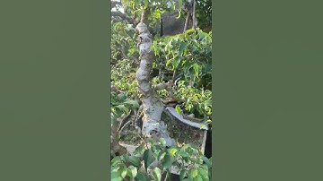 video của các nhà vườn kết nối giao lưu cây cảnh bonsai 0386700914