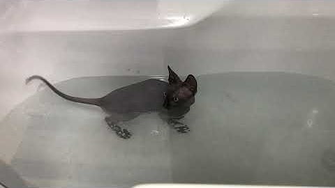 How to wash a Kitten without making it to scared? Keops Like Water? First bath baby cat sphynx 😻
