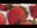 残暑続く中　早くもイチゴの季節到来　掛川市で初出荷