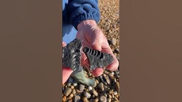 I can’t believe I found these teeny-weeny “sea dragon” backbones!#shorts#fossilhunter