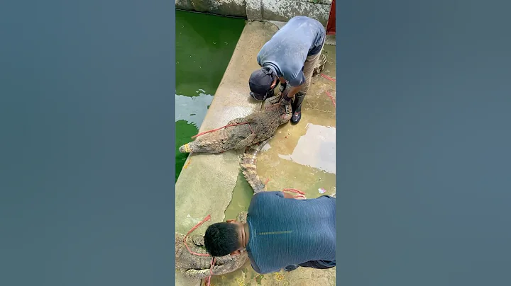 #crocodile #youtubeshorts #animals #shortvideo #shortsviral #shortsfeed #shorts