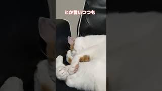 ボクの座椅子 cat ショート動画 猫 猫動画 shorts