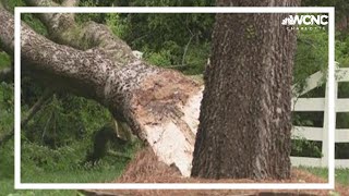 Trees toppled in Harrisburg from severe storm, possible tornado