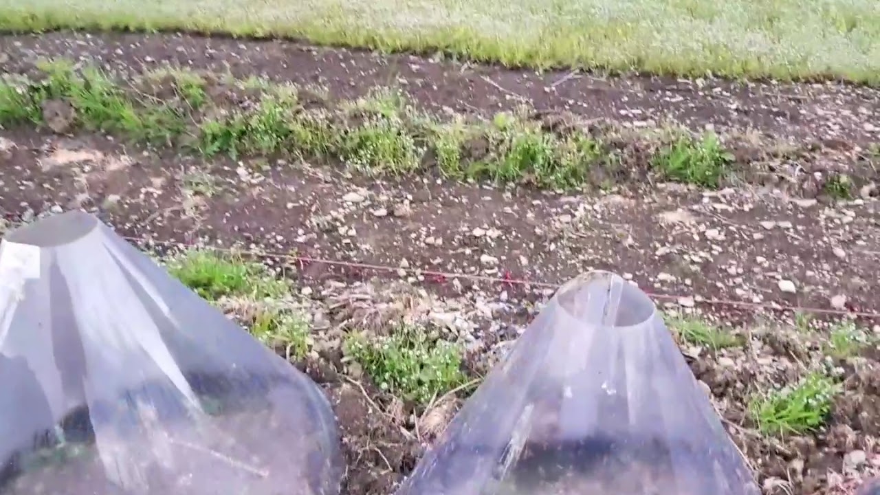 Protecting Squash Plants from Late Spring Frost YouTube