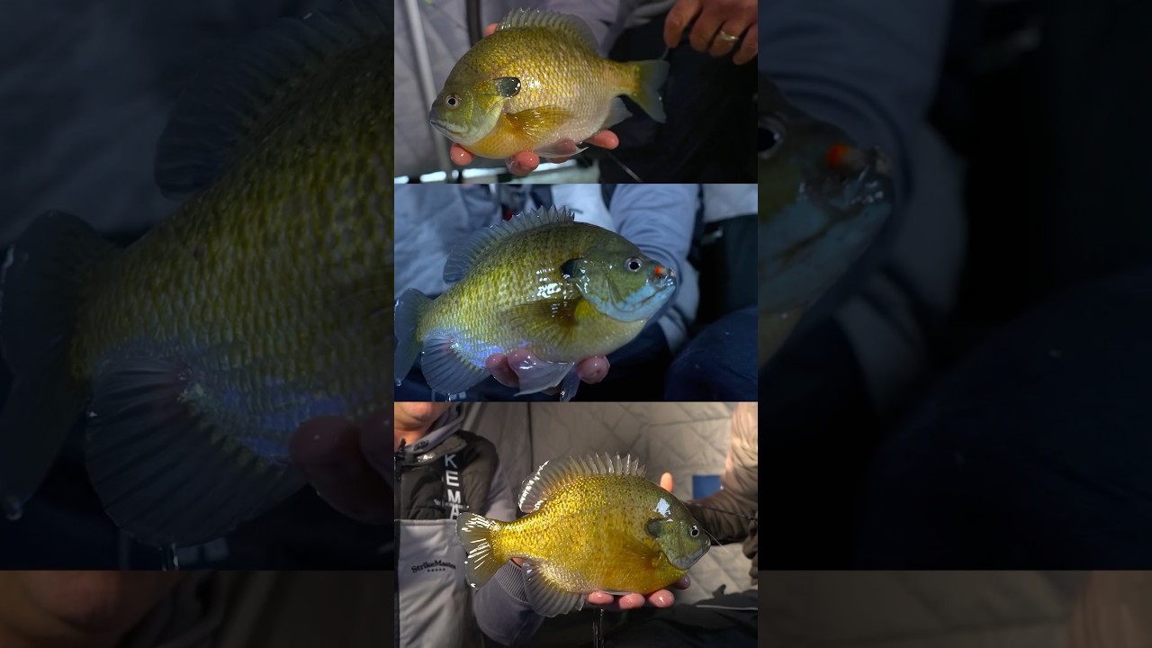 Посмотрите полный выпуск на нашем канале, чтобы увидеть окуня длиной 11 дюймов!! 