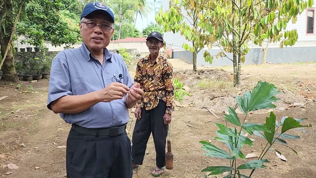 Budidaya Aren/Enau (Arenga pinnata) dengan keuntungan yang fantastis.