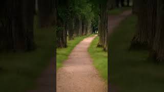 🌿 A Quiet Walk Through the Forest #ForestWalk #Healing #forestasmr #SlowLiving#walking #nature