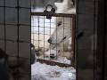Another Vampire Attacks the One Who Freed the Wolf Cub… Betrayal in the Dark