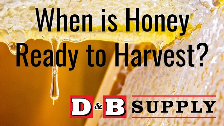 When is Honey Ready to Harvest?
