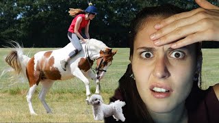 Kůň málem zadupal psa?! ✰KoňoReddit✰