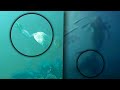 10 Evidencias de que existen las sirenas Mp3 Song