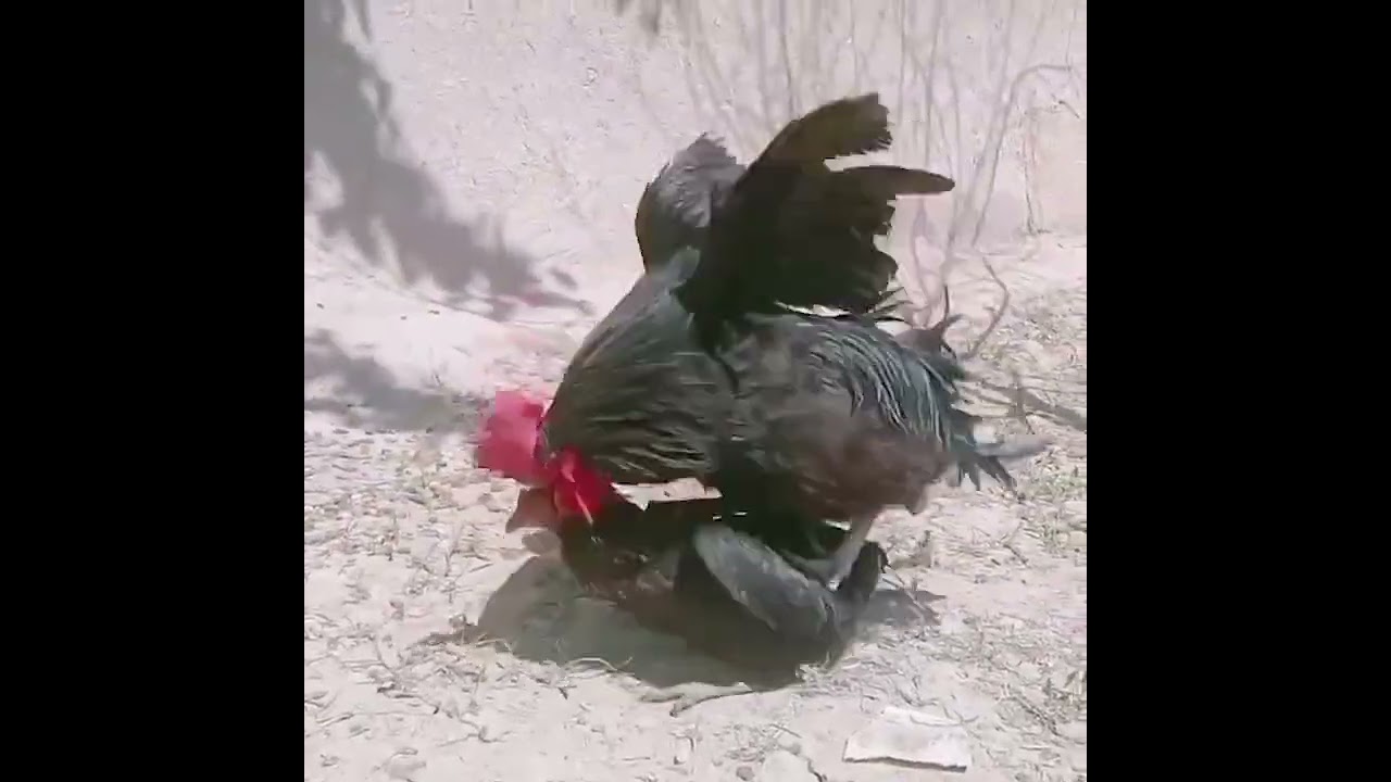 Natural Chicken Mating Process 🐓🐔 | Farm Life Reality