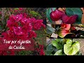 Tour por el jardín de Cecilia, Anturios, geranios, Pendientes de la reina | Jardín Diaz