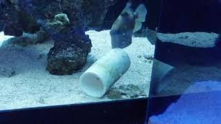 Blue line trigger redecorating his tank