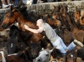La Rapa Das Bestas, la fiesta en la que los caballos salvajes se rebelan ante el hombre