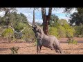 Amazing Wildlife Safari in Mana Pools | Kanga and Nyamatusi Mahogany Camp | Zimbabwe 2021 | 4K Video