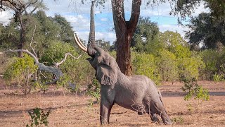 Amazing Wildlife Safari in Mana Pools | Kanga and Nyamatusi Mahogany Camp | Zimbabwe 2021 | 4K Video