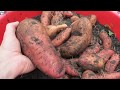 How to Grow Sweet Potatoes in Containers: All the Steps & a 2.4  Pound Sweet Potato