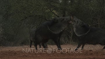 Javelinas fighting