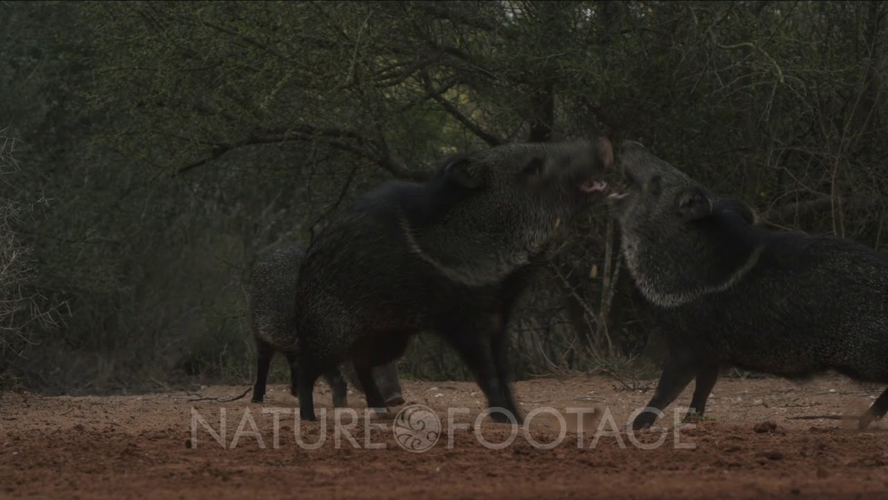 Javelinas fighting YouTube