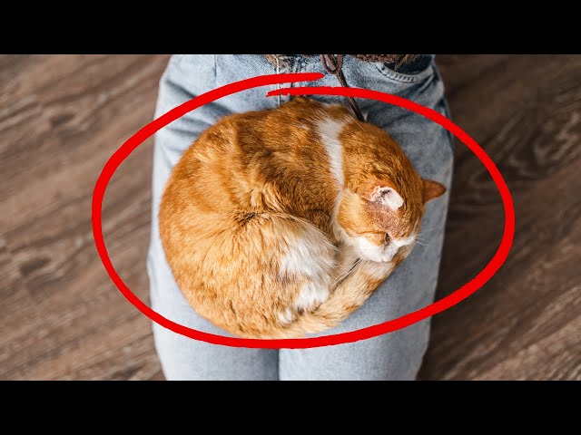 DO THIS and Your Cat Will Start Loving Sitting on Your Lap class=