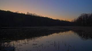 Spring peepers sing and chirp at sunset, tiny frog sounds singing, 10 hours to sleep &amp; relax