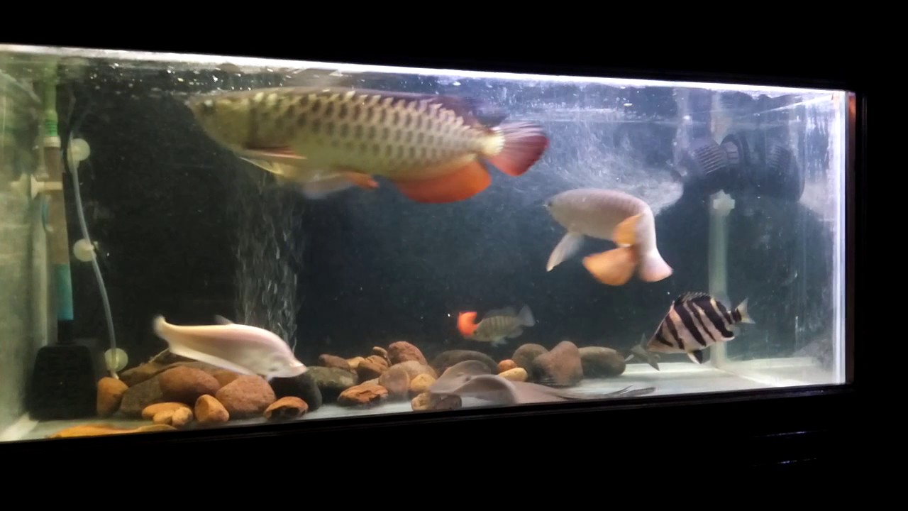  Arowana  tank  mate  YouTube