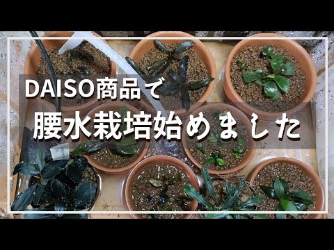 水草水上育成ひな壇 chanet_55901
