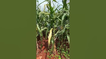 Cô Hoa Cần Tiền Bán Gấp ,Đất Vườn 1.057m2 Ở Châu Đức ,Bà Rịa Vũng Tàu Để Trả Nợ#shorts #batdongsan