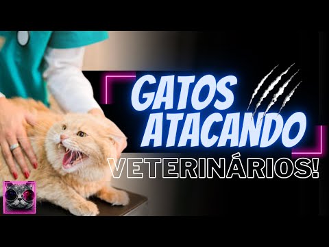 Vídeo: Alimento Medicinal Para Gatos Com Doenças Gastrointestinais E Digestão Sensível: Uma Revisão De Marcas Populares, Avaliações De Veterinários E Proprietários