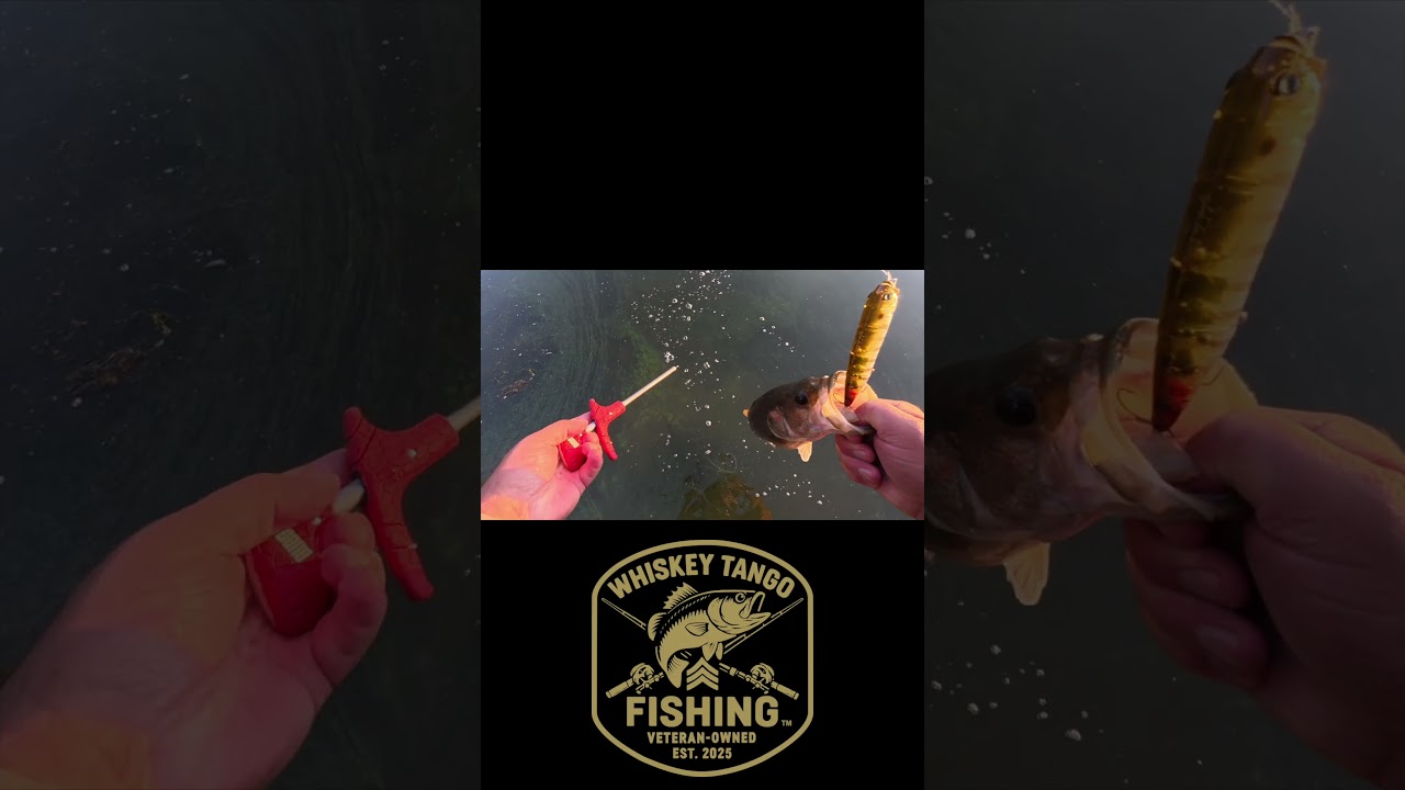 WTF Daily Catch Cam 220