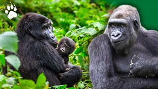 L'aventure des gorilles réintroduits au Gabon - Documentaire Animalier HD screenshot 3