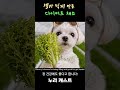 셀카 찍게 만든 다이어트 채소 #반려견 #강아지 #말티즈 #cute #dog #maltese #반려동물 #malteselovers #푸들 #poodle #chicory