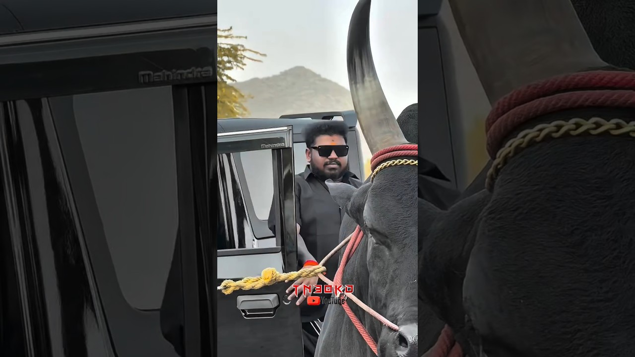 வேங்கை ❤️🔥மண்ணின் மைந்தன் 🦁கலை💥அண்ணன் // #jallikattu #bull #kangeyam #cow #thaar #viral