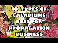 10 Stunning Caladium varieties best for Propagation business
