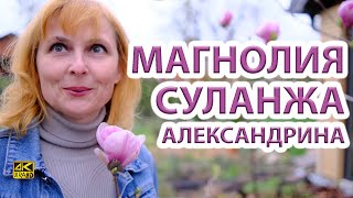 Магнолии ч.1 Цветение сорта Суланжа Александрина