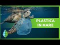 Plastica in mare  cause conseguenze e soluzioni