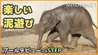 【泥浴び】子象タオの可愛さが異次元レベル・しっかり者ニャインの号令〜円山動物園アジアゾウの早春屋外泥浴び風景~Asian elephants and Baby