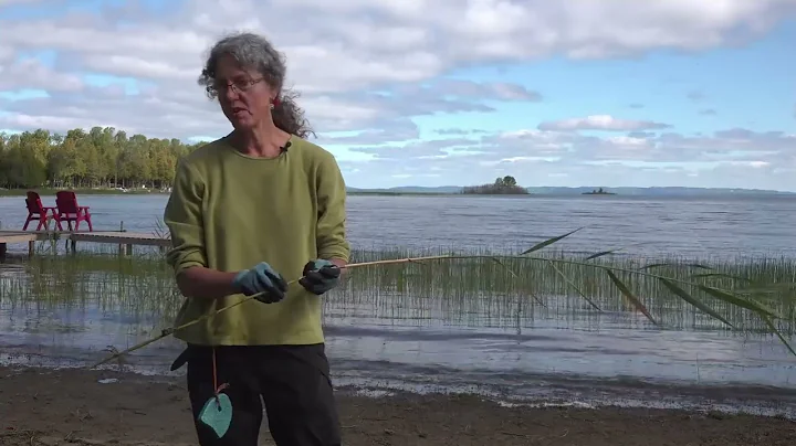 How to Control Phragmites